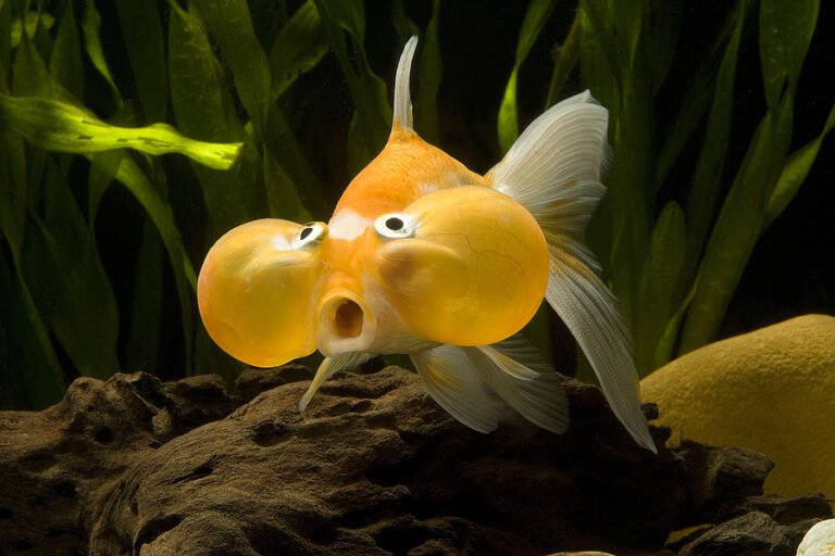 cá thủy bao nhãn (Bubble Eye Goldfish)