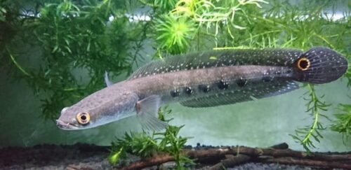 LÓC TIỂU HOÀNG ĐẾ 1