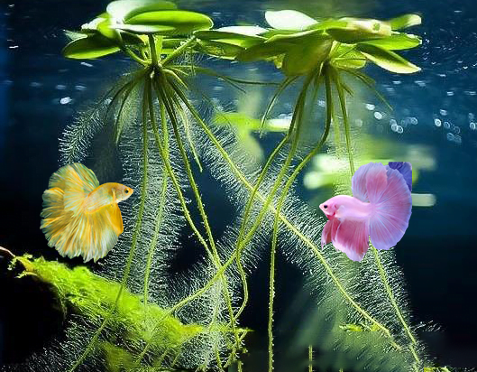 Cây thủy sinh nổi