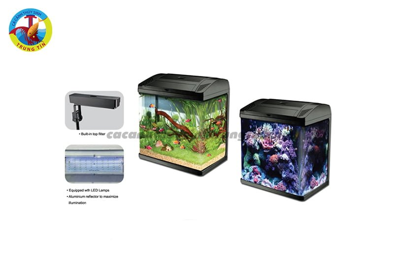 classica20pandora20g220tank20-20cc38120ce1baa2nh20thue1bbb620sinh20trung20tc38dn