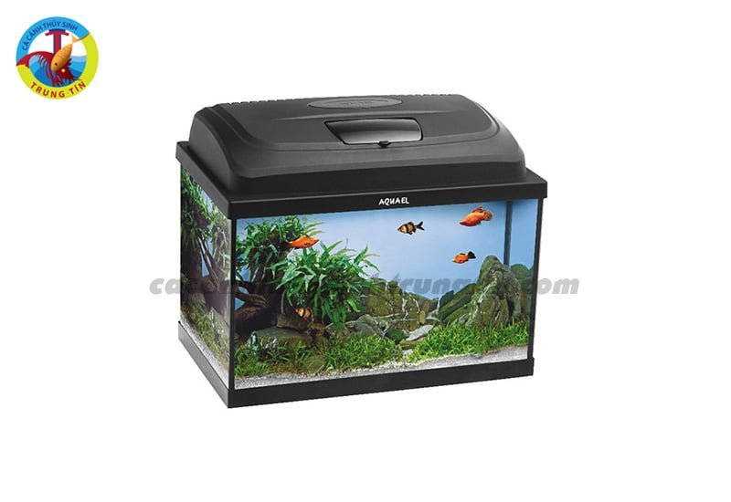 he1bb9320cc3a120ce1baa3nh20aquael20classic20oval20aquarium20set204020-20cc38120ce1baa2nh20thue1bbb620sinh20trung20tc38dn