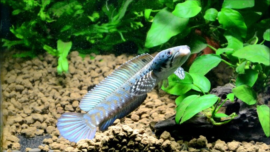 cá lóc tiểu hoàng đế