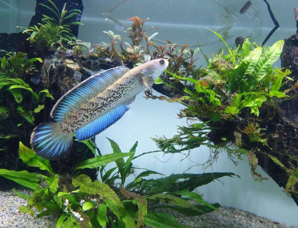 cá lóc tiểu hoàng đế