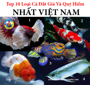 top 10 loại cá đắt giá và quý hiếm nhất việt nam