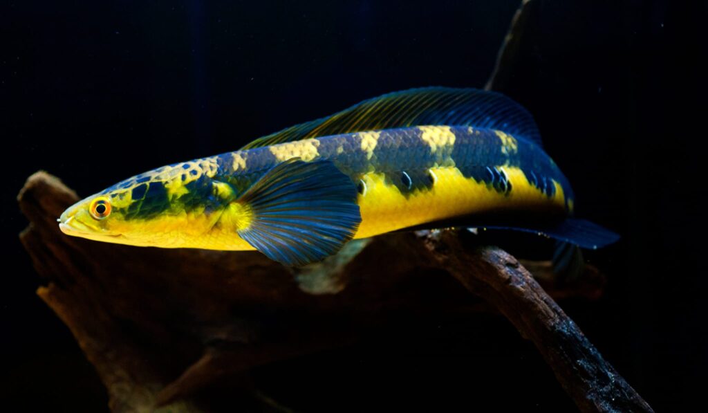 Cá Lóc Vẩy rồng vàng Yellow Sentarum