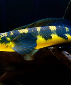 Cá Lóc Vẩy rồng vàng Yellow Sentarum
