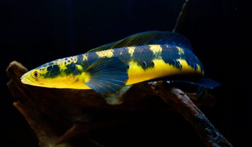 Cá Lóc Vẩy rồng vàng Yellow Sentarum