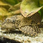 cá lau kiếng da beo