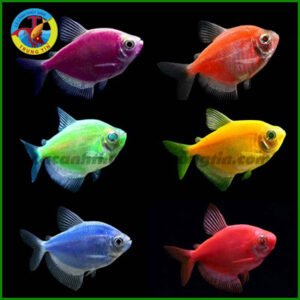 cá sọc ngựa dạ quang