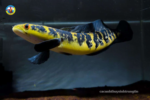Cá Lóc Yellow Sentarum