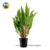 Tiêu thao cây thủy sinh đẹp