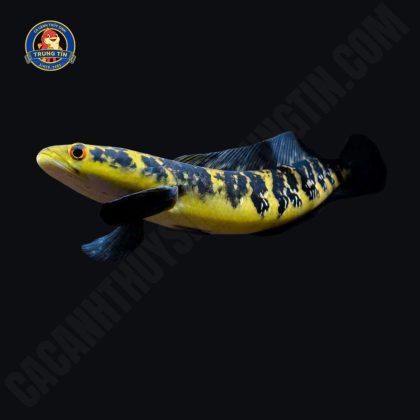 cá lóc vẩy rồng yellow sentarum max size
