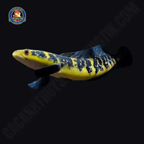 cá lóc vẩy rồng yellow sentarum max size