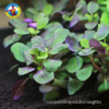 cây thuỷ sinh hồng ba tiêu