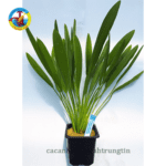 Cây Lưỡi Mèo Thủy Sinh