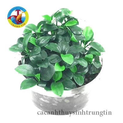 cây ráy nhỏ thuỷ sinh chậu