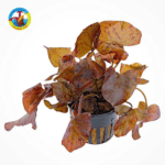 cây thủy sinh súng xác pháo