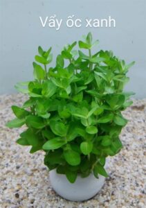 Cây vảy ốc xanh bò