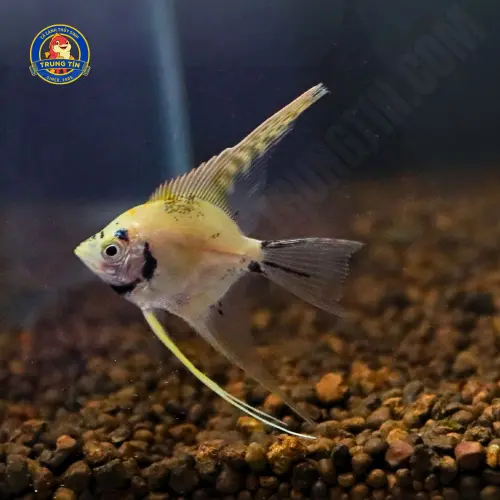 cá thần tiên mini