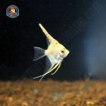 cá thần tiên mini