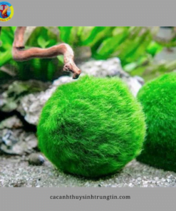 rêu thủy sinh moss ball