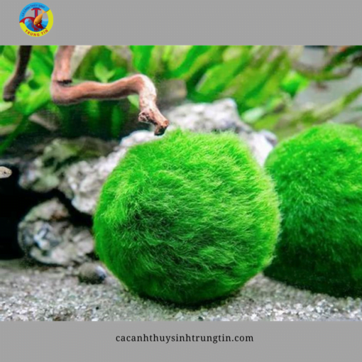 rêu thủy sinh moss ball