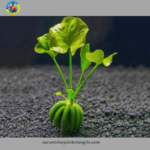 cây thủy sinh trang chuối