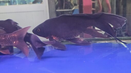 cá chép nhật đen