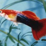 cá bảy màu mỹ