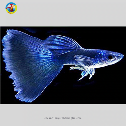 Cá Bảy Màu Blue Tarzan (LẺ)