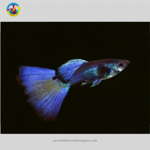 Cá Bảy Màu Blue Tarzan (LẺ)