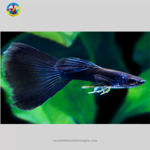 Cá Bảy Màu Blue Tarzan (LẺ)