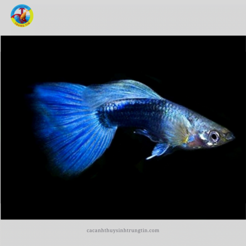 Cá Bảy Màu Blue Tarzan (LẺ)