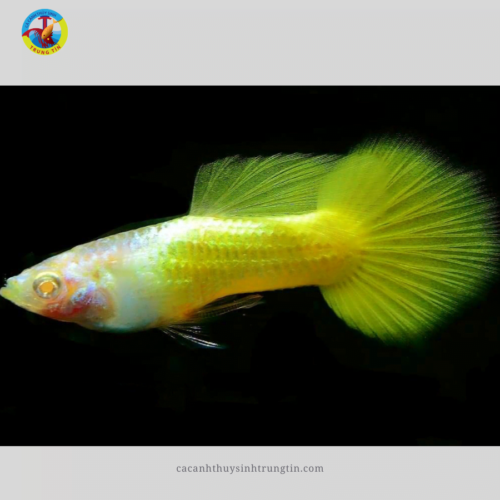BẢY MÀU FULLGOLD