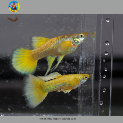 cá bảy màu full gold