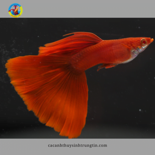 cá 7 màu full red