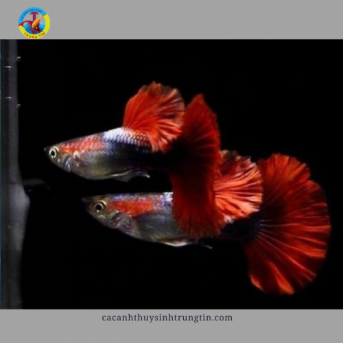 bảy màu HB Red (cặp)