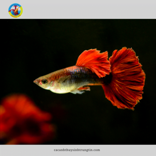 cá bảy màu hb red
