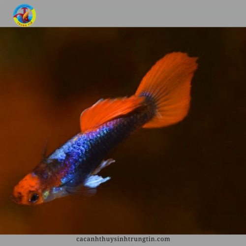 cá bảy màu koi black