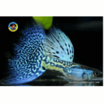 cá bảy màu rồng xanh