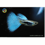 cá bảy màu rồng xanh