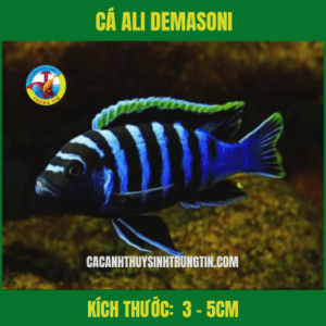 Cá Ali Demasoni