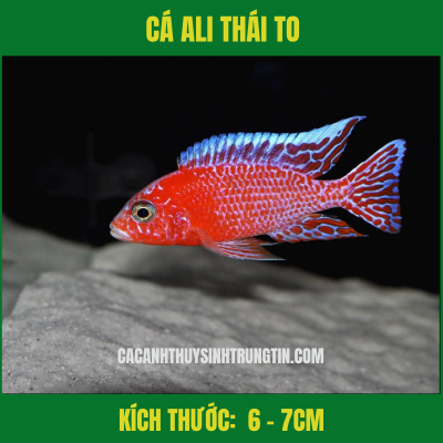 CÁ ALI THÁI TO