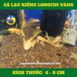 ca-lau-kieng-longfin-vang