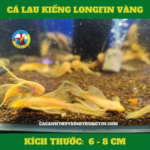 ca-lau-kieng-longfin-vang
