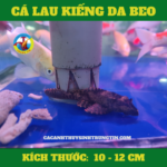 ca-lau-kieng-da-beo