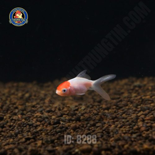 Cá hạc đỉnh hồng mini