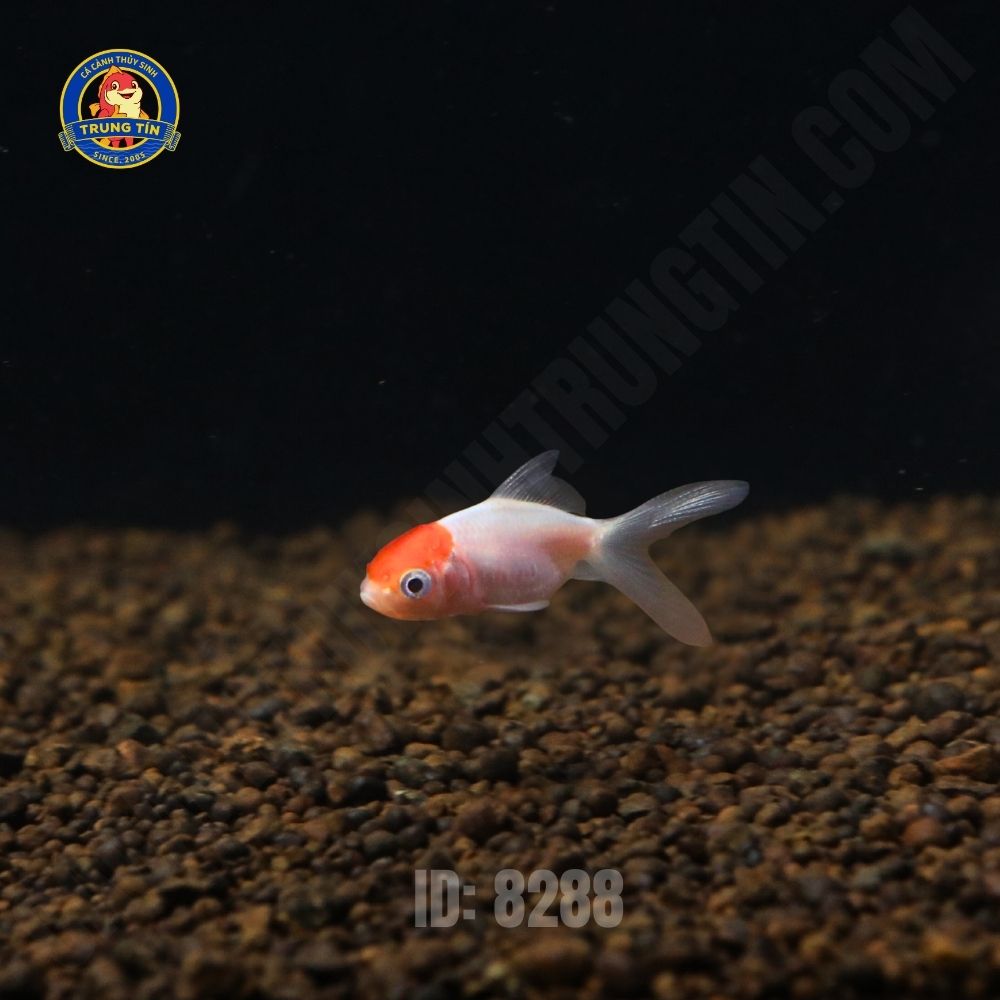 Cá hạc đỉnh hồng mini 1 Cá hạc đỉnh hồng mini