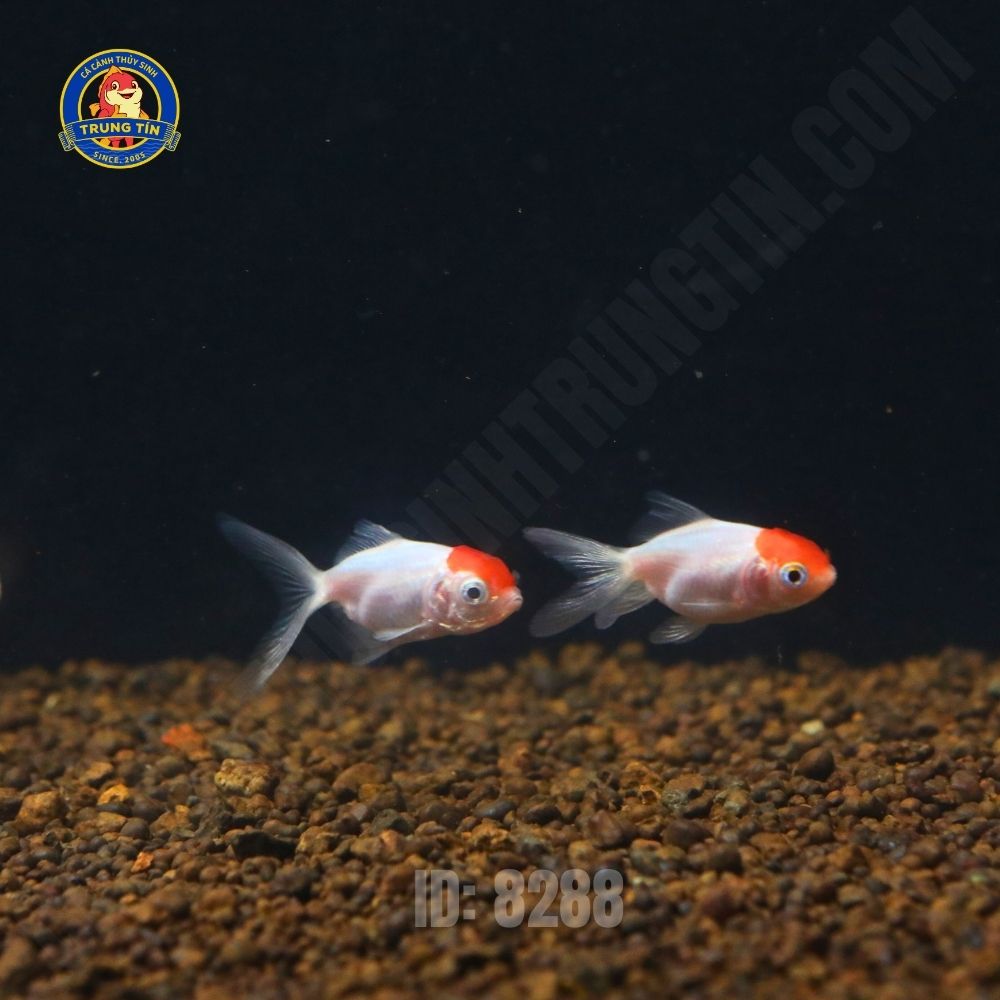 Cá hạc đỉnh hồng mini 2 Cá hạc đỉnh hồng mini