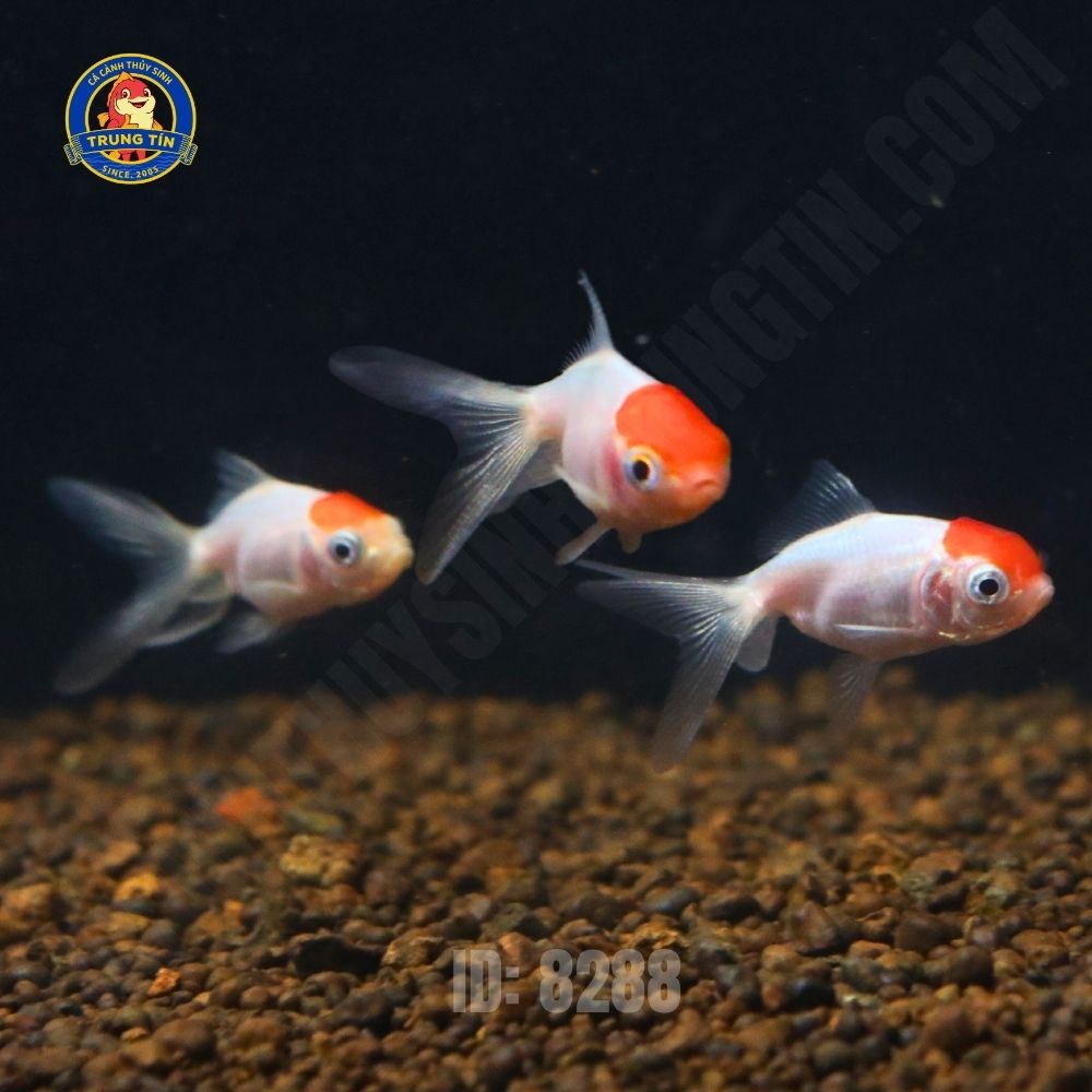 Cá hạc đỉnh hồng mini 3 Cá hạc đỉnh hồng mini